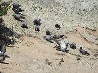 Benieuwd naar de naamgever van Pigeon Valley?