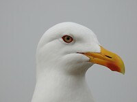En profil