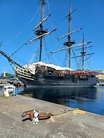Buddy, scheepsmaatje