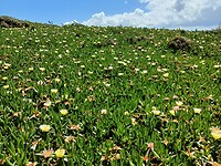 Fleurig geheel
