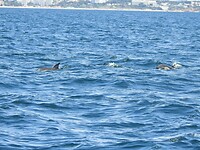 Common Dolphins voor de kust van Lagos