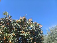 Vitamineboom