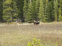 Mama Moose met kind gespot
