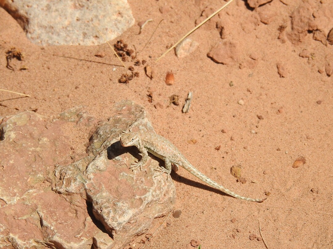 Wildlife
