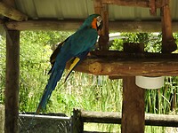 Ara in blauw
