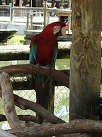 Ara in rood
