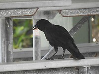 Blacky de Kraai