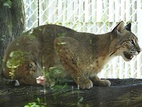 Bobcat, van achter het glas genomen