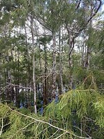 Bomen met de pootjes in het water