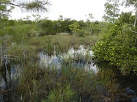 En of het Grassy Waters zijn