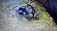 Hier steekt de Manatee net even zijn kop boven water uit