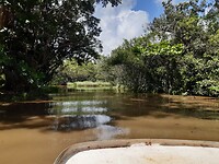 Mangrove