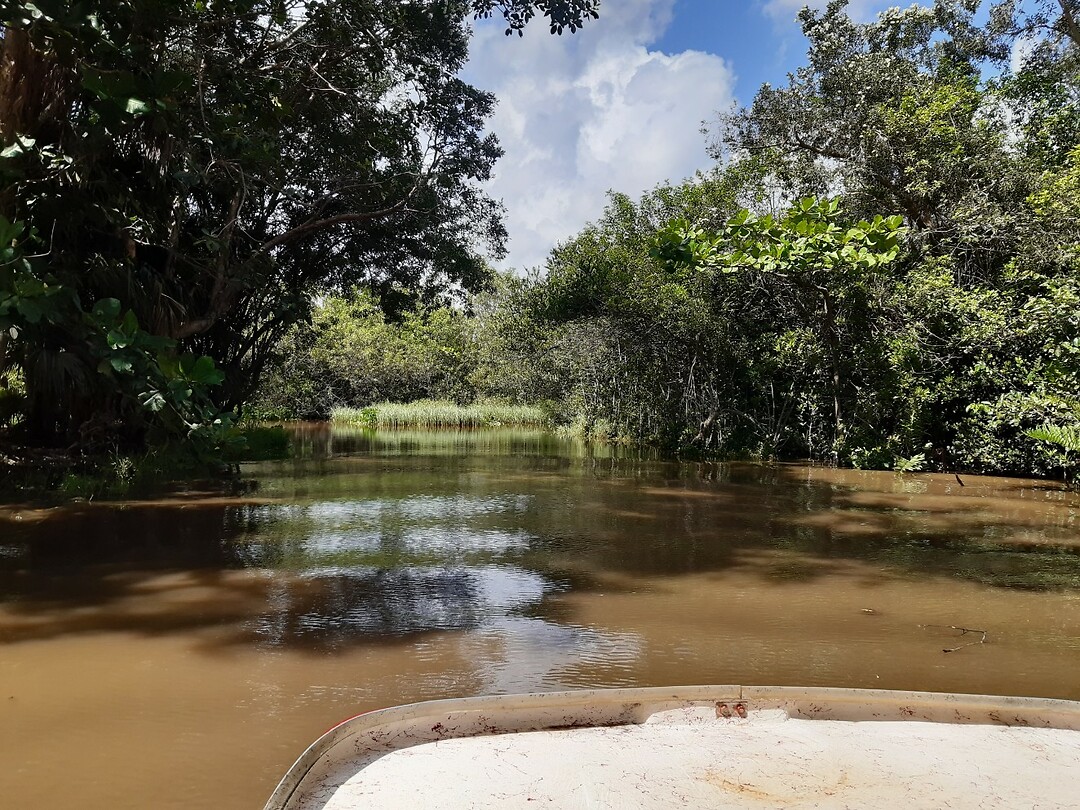 Mangrove