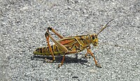 Overstekend wild. Mr of Mrs. Grasshopper