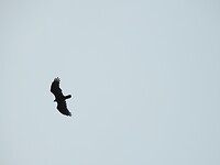 Silhouet boven ons