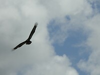 Spread your wings