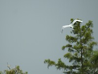 Witte Reiger in vogelvlucht