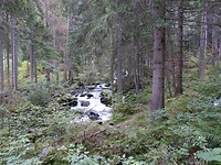 Oerbos met wilde stroom