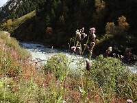 Puur natuur