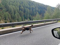 Going voor Goat ipv Gold