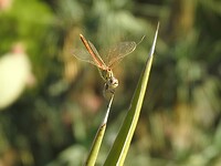 Libelle in close up
