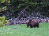Grizzly beer
