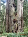 BIG REDWOOD