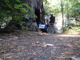 Doorgang Redwood