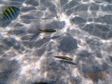 Zand vissen