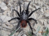 Tarantula op de weg.