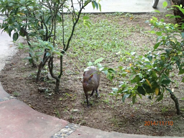Enkele van deze dieren liepen rond het Hotel Del Norte