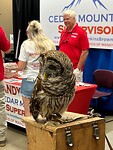 A beautiful one eyed owl, can't hunt this way
