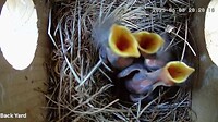 A look into the Bluebird birdhouse