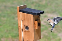 Bluebird landing on the birdhouse