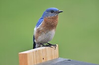 Bluebird on the birdhouse