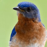 THIS is the Bluebird closeup
