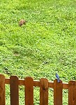 Bluebird and a Groundhog