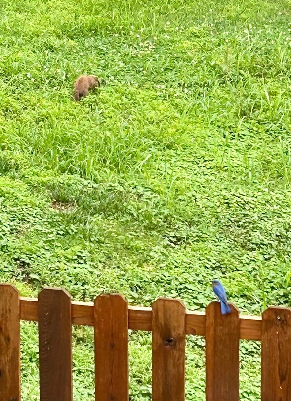 Bluebird and a Groundhog