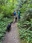 Rainforest in Washington state, in Bellingham