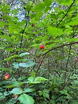 Berries