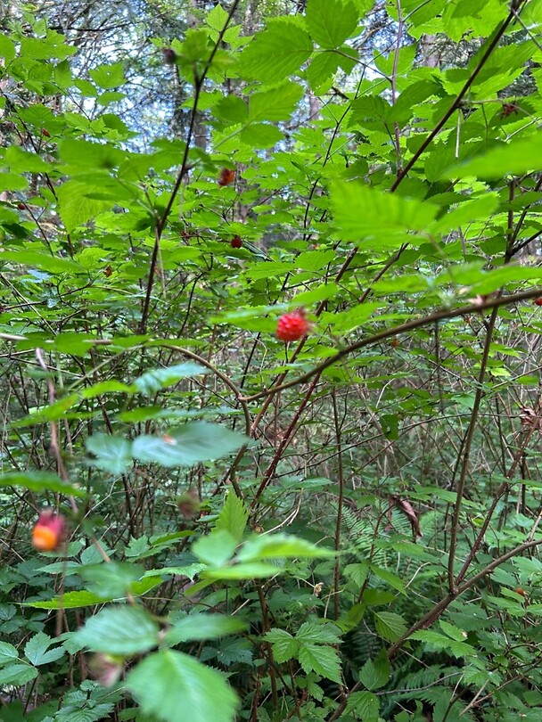 Berries