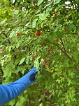 More berries