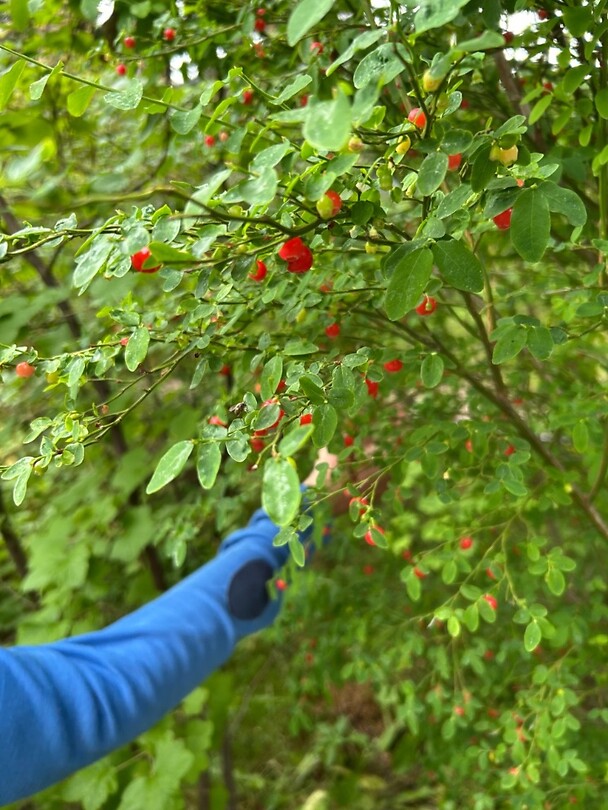 More berries