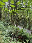 A view from the (old train track) trail to the Chuckanut drive.