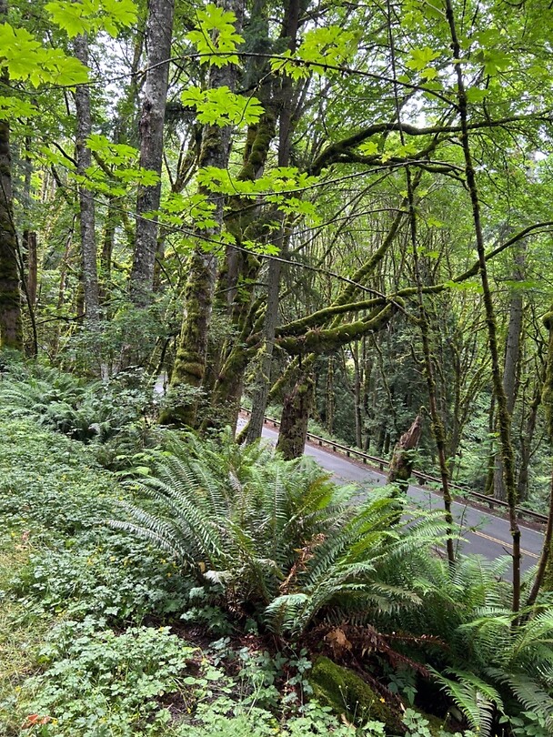 A view from the (old train track) trail to the Chuckanut drive.
