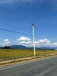 Bald eagle on telephone pole
