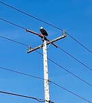 "Close up" bald eagle
