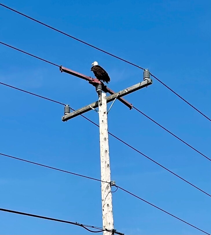"Close up" bald eagle
