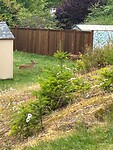 Deer even in the gardens they are a plague