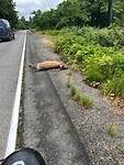 Unfortunate deer
